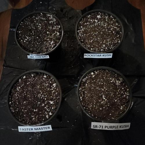 Butterbean Birdseed - Fast Flowering LSO. Week 0 - This is where I messed up!