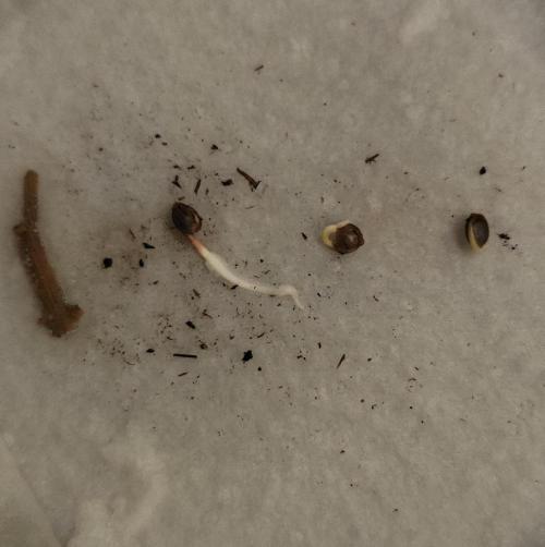 Butterbean Birdseed - Fast Flowering LSO. Week 0 - 01/24/26