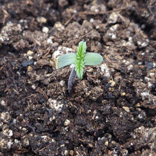 Butterbean Birdseed - Fast Flowering LSO. Week 0 - UBC Chemo 01/24/26 