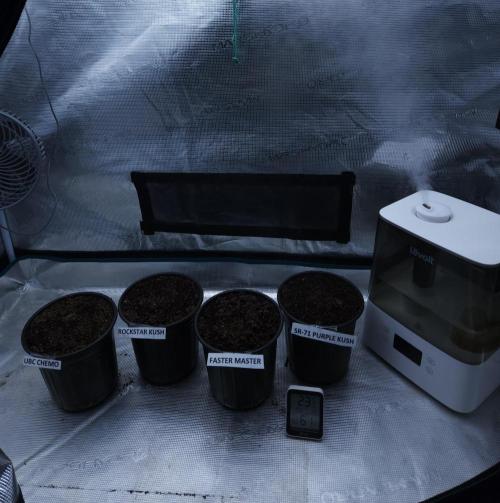 Butterbean Birdseed - Fast Flowering LSO. Week 0 - 01/24/26