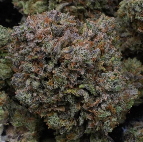 LSO Autoflowers 2.0 !. Week 12 - Grape Gorilla HARVEST