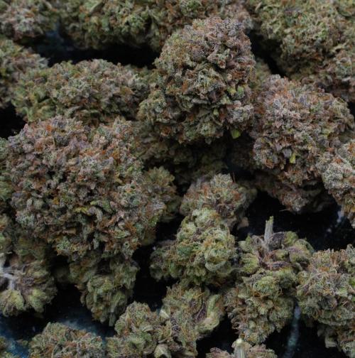 LSO Autoflowers 2.0 !. Week 12 - Grape Gorilla HARVEST