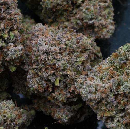 LSO Autoflowers 2.0 !. Week 12 - Grape Gorilla HARVEST