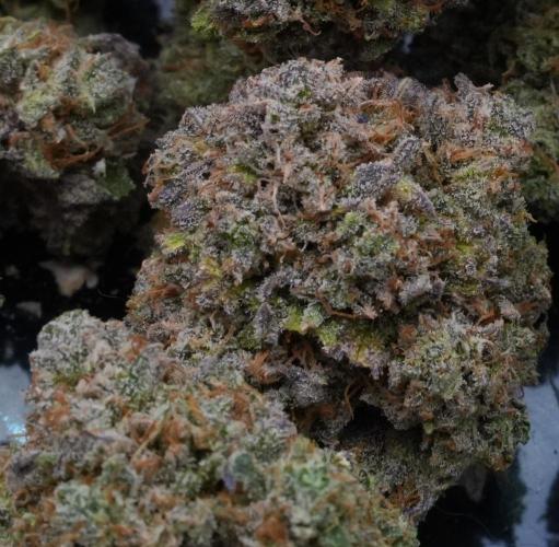 LSO Autoflowers 2.0 !. Week 12 - Grape Gorilla HARVEST