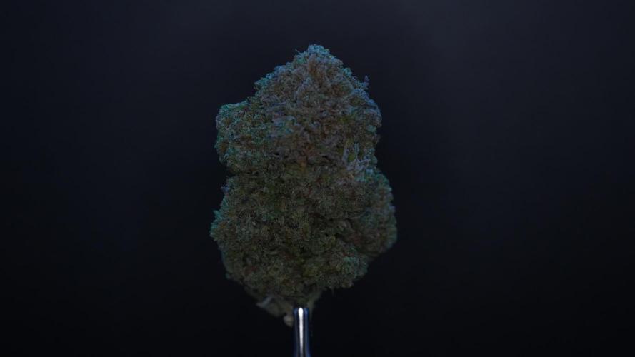 LSO Autoflowers 2.0 !
