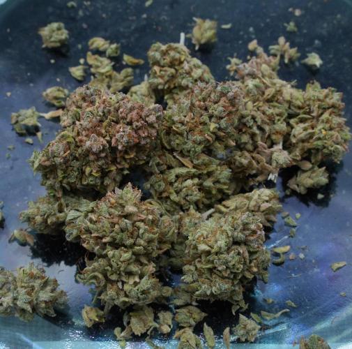 LSO Autoflowers 2.0 !. Week 12 - Grape Tuna HARVEST