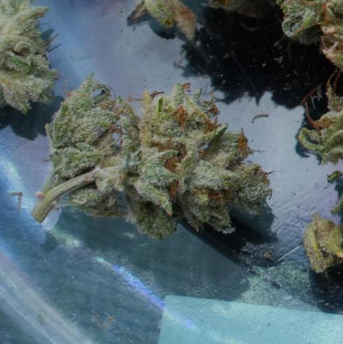 LSO Autoflowers 2.0 !. Week 12 - Grape Tuna HARVEST