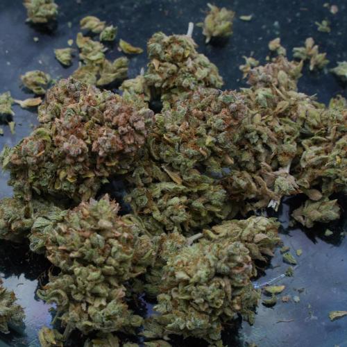 LSO Autoflowers 2.0 !. Week 12 - Grape Tuna HARVEST