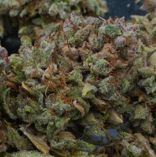 LSO Autoflowers 2.0 !. Week 12 - Grape Tuna HARVEST