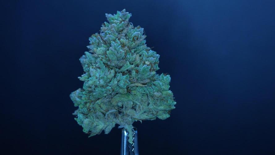 LSO Autoflowers 2.0 !
