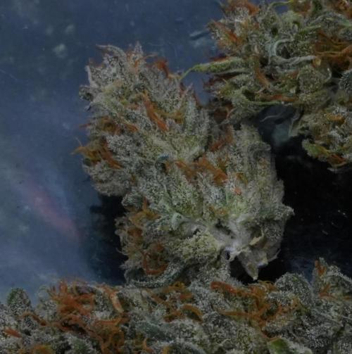 LSO Autoflowers 2.0 !. Week 12 - Wedding Cake HARVEST