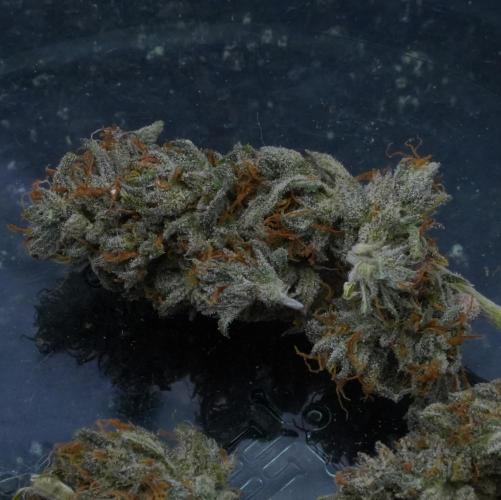 LSO Autoflowers 2.0 !. Week 12 - Wedding Cake HARVEST