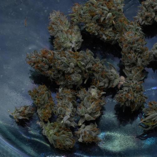 LSO Autoflowers 2.0 !. Week 12 - Wedding Cake HARVEST