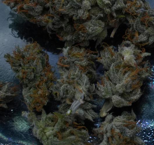 LSO Autoflowers 2.0 !. Week 12 - Wedding Cake HARVEST