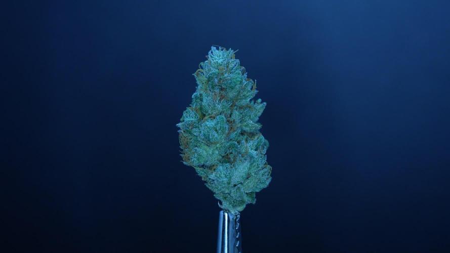 LSO Autoflowers 2.0 !