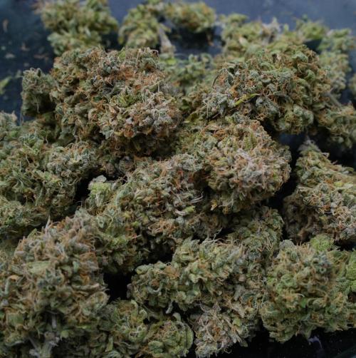 LSO Autoflowers 2.0 !. Week 12 - Gorilla Zkittlez HARVEST