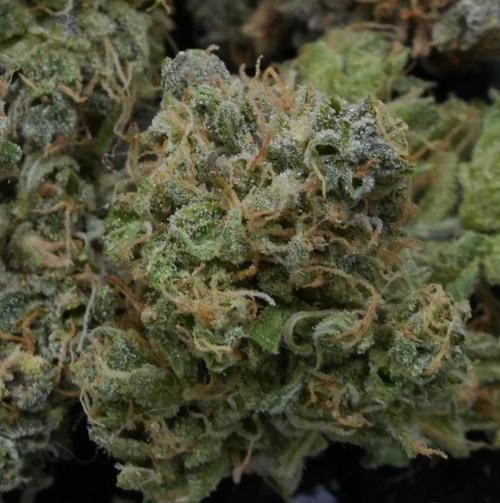 LSO Autoflowers 2.0 !. Week 12 - Gorilla Zkittlez HARVEST