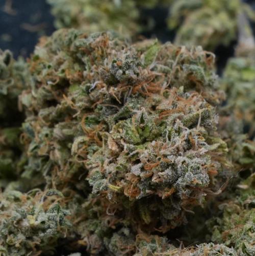 LSO Autoflowers 2.0 !. Week 12 - Gorilla Zkittlez HARVEST