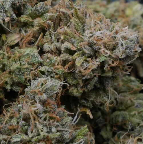 LSO Autoflowers 2.0 !. Week 12 - Gorilla Zkittlez HARVEST