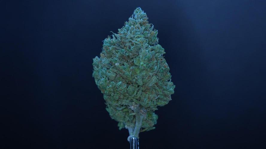 LSO Autoflowers 2.0 !