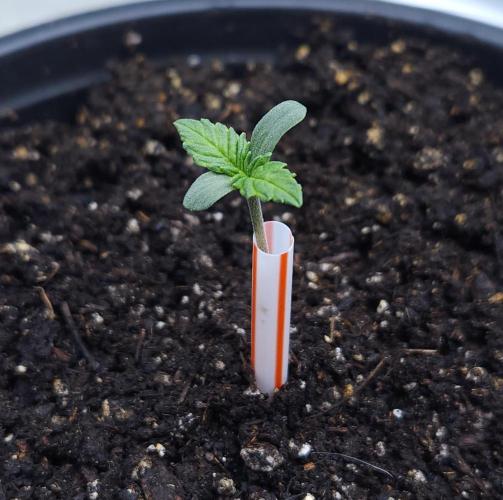 Butterbean Birdseed - Fast Flowering LSO. Week 0 - UBC Chemo 01/26/26