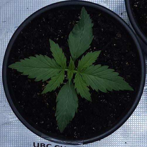 Butterbean Birdseed - Fast Flowering LSO. Week 1 - UBC Chemo (Day 1)