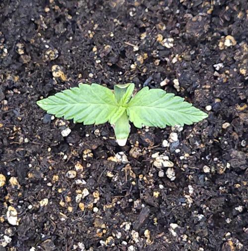 Butterbean Birdseed - Fast Flowering LSO. Week 1 - Rockstar Kush (Day 1)