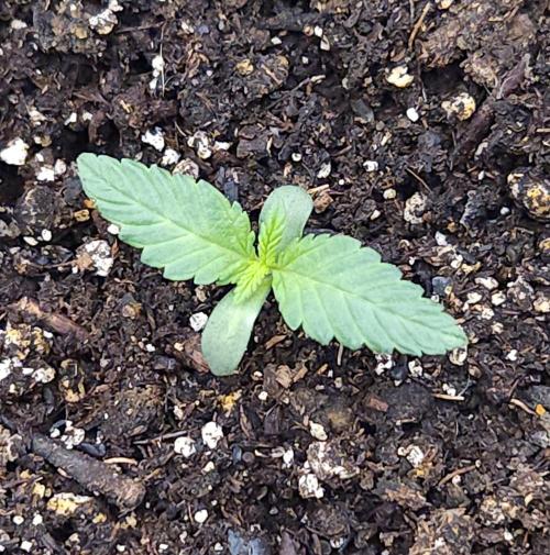 Butterbean Birdseed - Fast Flowering LSO. Week 1 - Faster Master (Day 1)