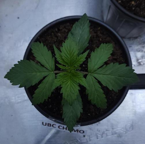 Butterbean Birdseed - Fast Flowering LSO. Week 1 - UBC Chemo (Day 3)