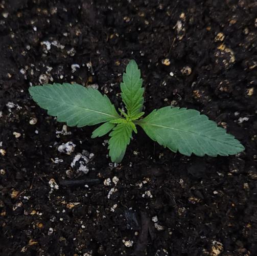 Butterbean Birdseed - Fast Flowering LSO. Week 1 - Faster Master (Day 3)