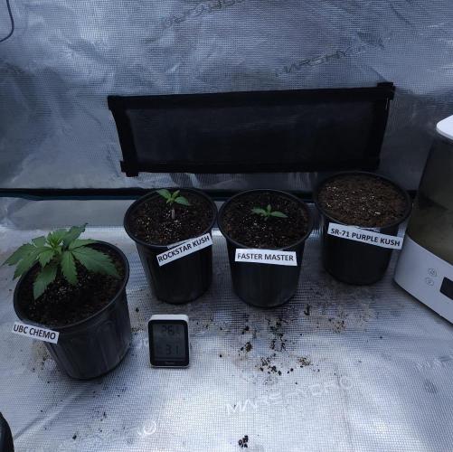 Butterbean Birdseed - Fast Flowering LSO. Week 1 - 02/05/26