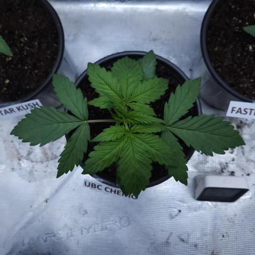 Butterbean Birdseed - Fast Flowering LSO. Week 1 - UBC Chemo (Day 14)