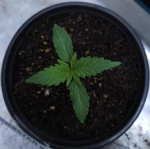 Butterbean Birdseed - Fast Flowering LSO. Week 1 - Rockstar Kush (Day 5)