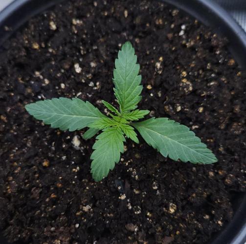 Butterbean Birdseed - Fast Flowering LSO. Week 1 - Faster Master (Day 5)