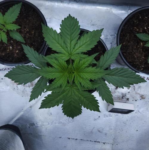 Butterbean Birdseed - Fast Flowering LSO. Week 1 - UBC Chemo (Day 16)