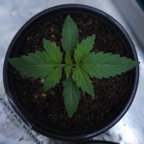 Butterbean Birdseed - Fast Flowering LSO. Week 1 - Rockstar Kush (Day 7)