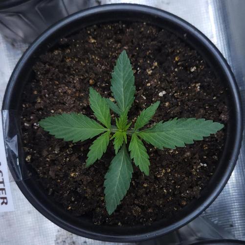 Butterbean Birdseed - Fast Flowering LSO. Week 1 - Faster Master (Day 7)