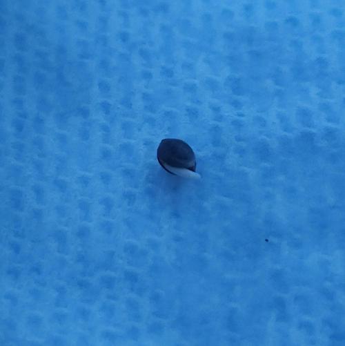 Butterbean Birdseed - Fast Flowering LSO. Week 1 - SR-71 Purple Kush 02/09/26