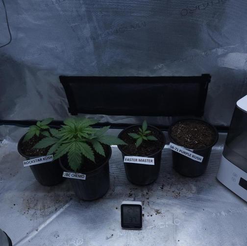 Butterbean Birdseed - Fast Flowering LSO. Week 1 - 02/09/26