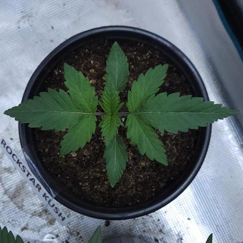 Butterbean Birdseed - Fast Flowering LSO. Week 2 - Rockstar Kush (Day 8)