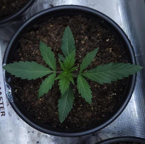 Butterbean Birdseed - Fast Flowering LSO. Week 2 - Faster Master (Day 8)