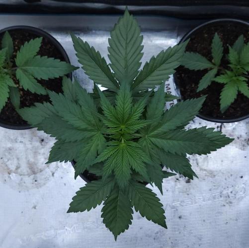 Butterbean Birdseed - Fast Flowering LSO. Week 2 - UBC Chemo (Day 19)