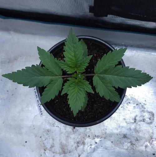 Butterbean Birdseed - Fast Flowering LSO. Week 2 - Rockstar Kush (Day 10)