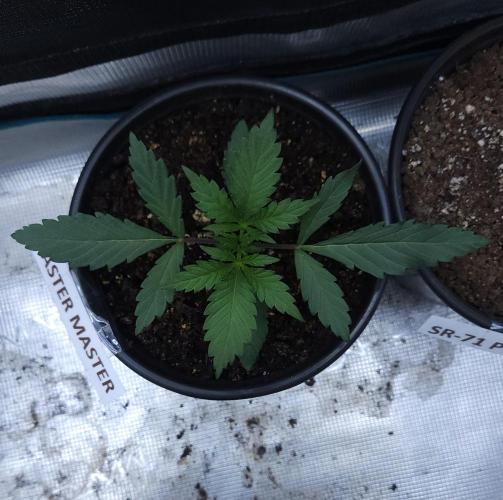 Butterbean Birdseed - Fast Flowering LSO. Week 2 - Faster Master (Day 10)