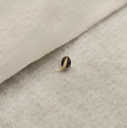 Butterbean Birdseed - Fast Flowering LSO. Week 2 - SR-71 Purple Kush 02/12/26