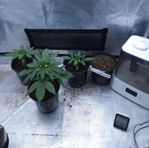 Butterbean Birdseed - Fast Flowering LSO. Week 2 - 02/12/26