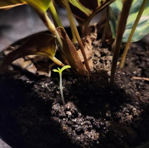 Butterbean Birdseed - Fast Flowering LSO. Week 2 - The 1st Faster Master has been found!