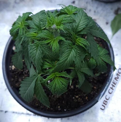 Butterbean Birdseed - Fast Flowering LSO. Week 2 - UBC Chemo (Day 21)