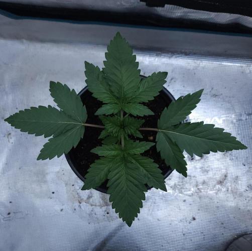 Butterbean Birdseed - Fast Flowering LSO. Week 2 - Rockstar Kush (Day 12)