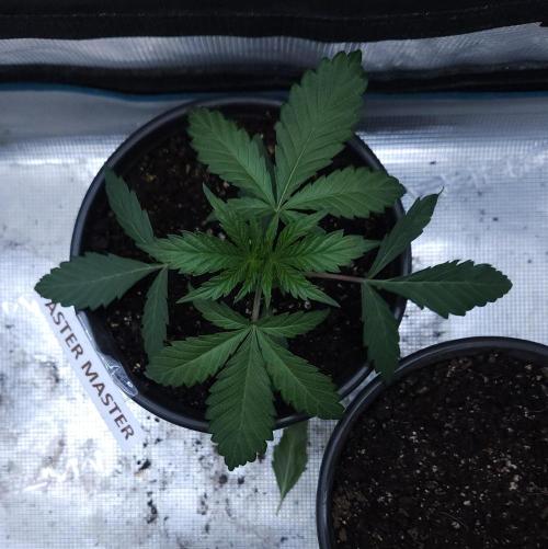 Butterbean Birdseed - Fast Flowering LSO. Week 2 - Faster Master (Day 12)